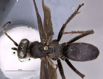 Media type: image;   Entomology 10019 Aspect: habitus dorsal view